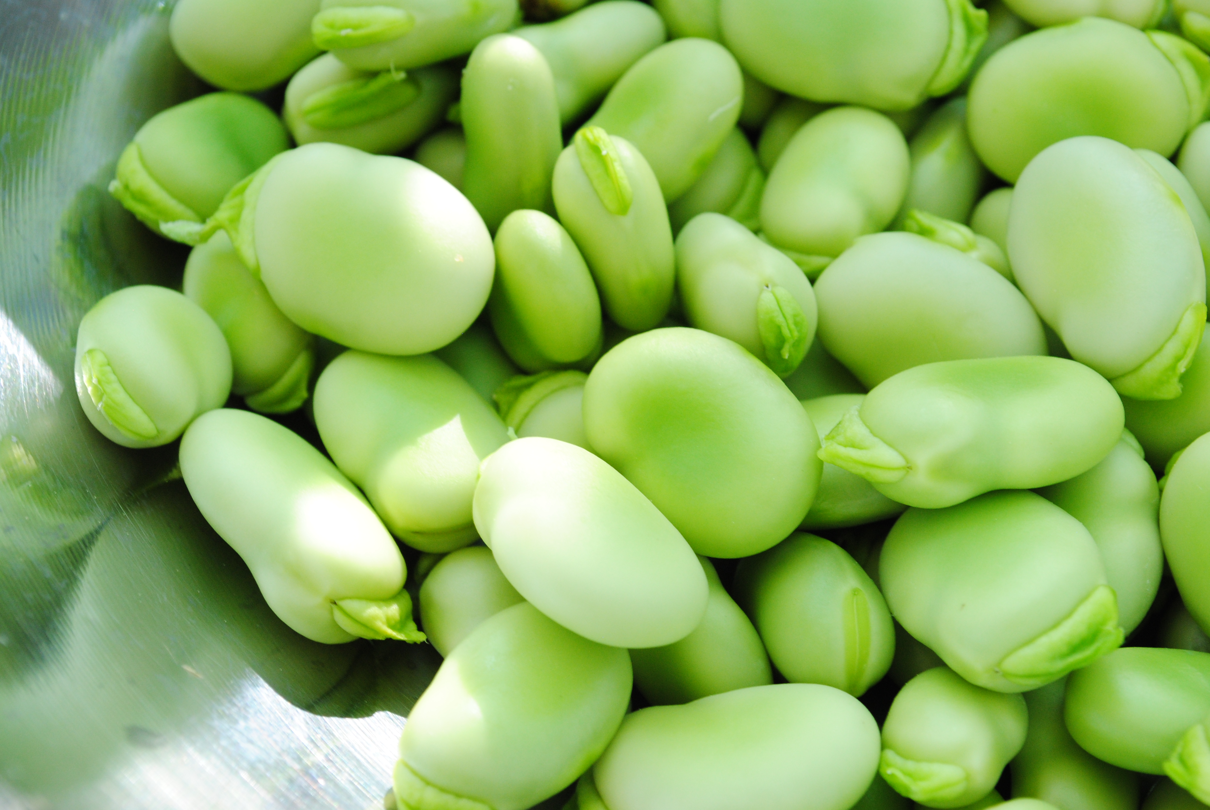 Fava Beans – Fresh Fork Market