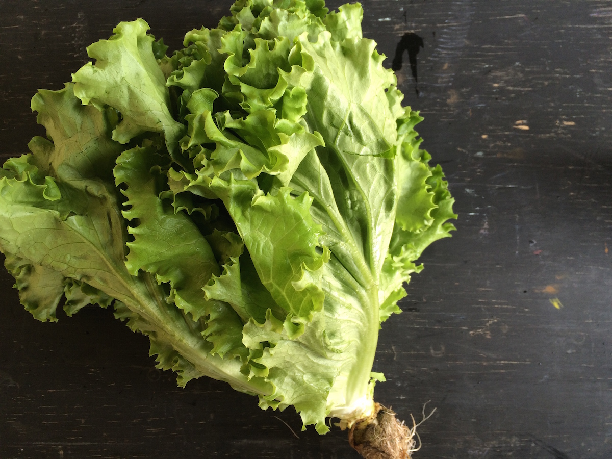 green leaf lettuce