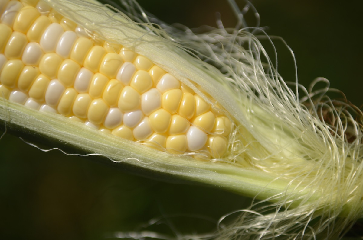 vegetable corn stalk sex Vegetable corn stalk sex